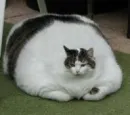 fat kitty