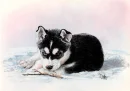 Puppy Huskey