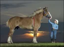 world's tallest horse 