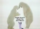 fighting polar bears