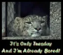 tuesday