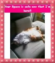 funny cat