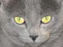 eye see you