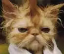 pissed off kitty