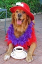 red hat dog