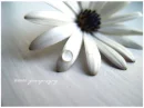 My Flower 123
