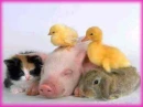 farm animals