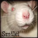 Smile Rat
