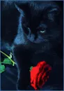 kitty