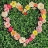 heart field