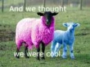 Colored Sheep