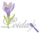 dragonfly loida