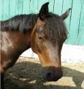 My Mum's Horse, Sparkle