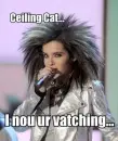celing cat is watching