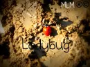 Ladybug...