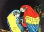 Parrots