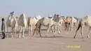 Camels