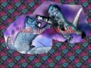 Ningia CATS