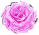 Linda's Rose