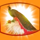 peacook