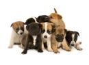 Puppys