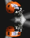 insects