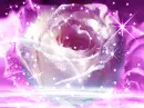 glittering rose
