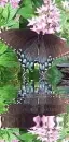 butterfly reflection