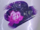Lightening on s rose