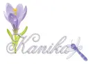 dragonfly kanika