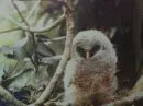 cute animal on a tree