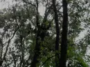 nests on tree