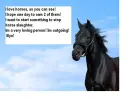 Horse