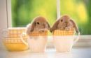 bunny