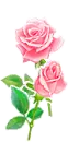 Roses