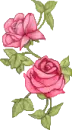 roses
