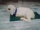 sweet sheepy