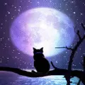 Cute Cat