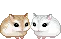 hamster 