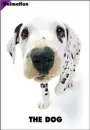 cute dog