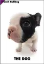 cute dog