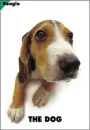 cute dog