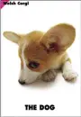 cute dog