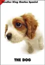 cute dog