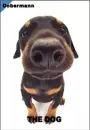 cute dog 