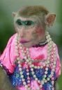 sexy monkey