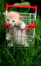 cool cat