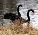 Black Swans