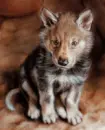 wolfik;)