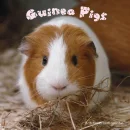 guinea pig